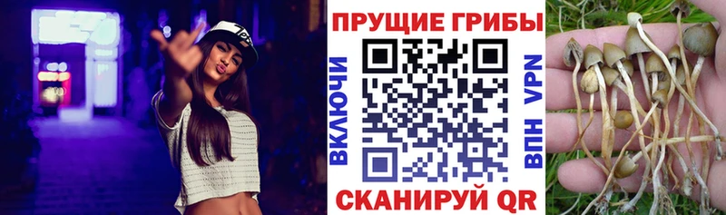 shop Telegram  Великий Новгород  Галлюциногенные грибы мицелий 